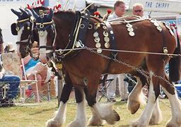 Image result for heavy_horses