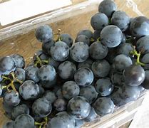 Image result for Concord Grapes