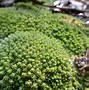 Image result for Pincushion Moss