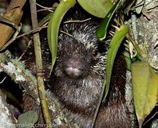 Image result for Stump-Tailed Porcupine
