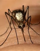 Image result for Florida Mosquitoes