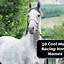 Image result for Cool Male Horse Names
