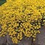 Image result for Alyssum montanum Mountain Gold
