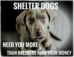 Image result for Shelter Dog Meme