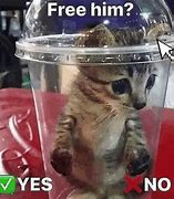 Image result for Yes Cat Meme