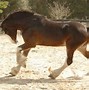 Image result for Clydesdale Horse