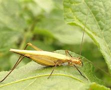 Image result for Tree Cricket