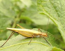 Image result for Tree Cricket