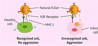 Image result for NK Cells Function
