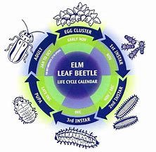 Image result for Leaf Insect Life Cycle