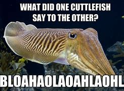 Image result for Cuttlefish Meme