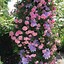 Image result for Perennial Climbing Flowers