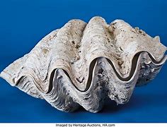 Image result for 3 Clam Shells