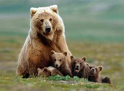 Image result for aobear