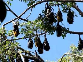 Image result for Bat Sleeping in Tree