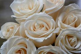 Image result for Champagne Rose Variety