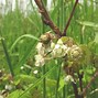 Image result for Rubus idaeus Willamette