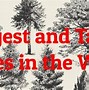 Image result for Biggest Tree On Earth