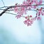 Image result for Free Sakura Blossom Template for PowerPoint