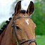 Image result for Race Horse Face