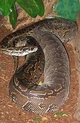 Image result for World Largest Snake Found