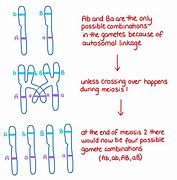 Image result for Autosomal Linkage