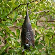 Image result for Metal Hanging Bats