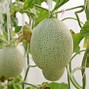 Image result for Green Fruit That Grows On Vine