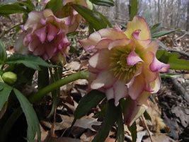 Image result for Helleborus Party Dress