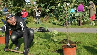 Image result for Companion Planting Apple Tree Chart