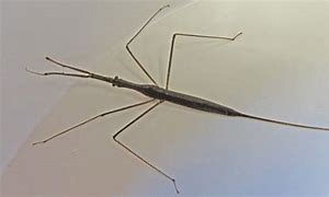 Image result for Water Stick Insect
