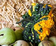 Image result for Yellow Warty Squash