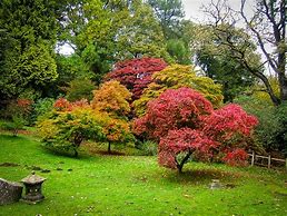 Image result for Plant Japanese Maple Trees