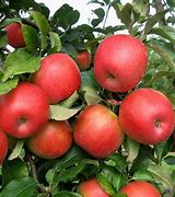 Image result for Dwarf Honeycrisp Apple Tree