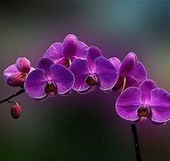 Image result for Orchid Wallpaper HD
