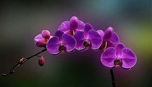 Image result for Orchid Wallpaper for Home
