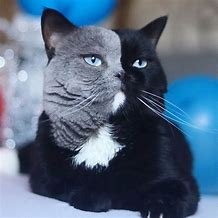 Image result for Two-Face Cat