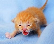 Image result for Baby Cat Meow