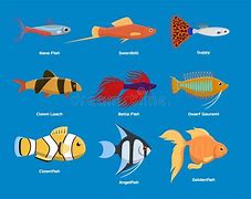 Image result for Exotic Tropical Fish