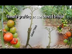 Image result for Forest Brinjal Tomato Grafting