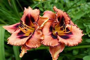 Image result for Hemerocallis Awesome Blossom