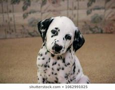 Image result for Cute Dalmatian Puppy