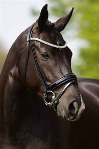 Image result for Black Horse Bridle