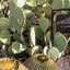 Image result for Arizona Cactus Garden
