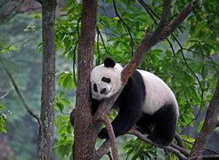 Image result for Giant Panda Wallpaper