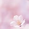 Image result for Pink Spring Background