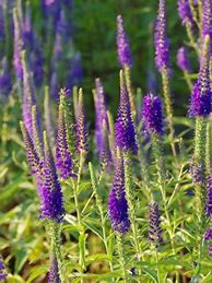 Image result for Veronica spicata Romiley Purple