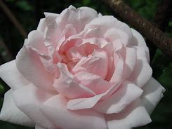 Image result for Rosa new dawn