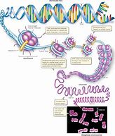 Image result for Segment of DNA On a Chromosome