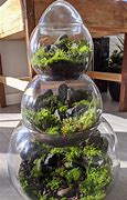 Image result for R Place Moss in Terrarium